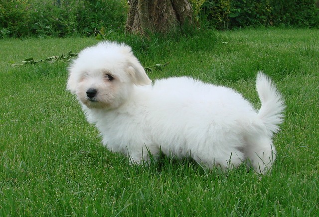 Male available